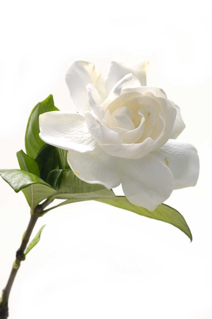 Гардения жасминовидная белоснежная роза