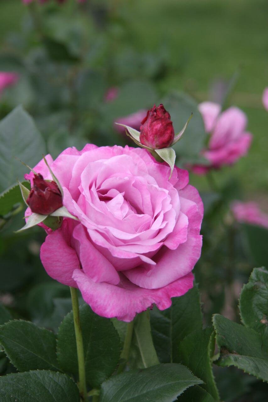 Роза чайно-гибридная дип перпл