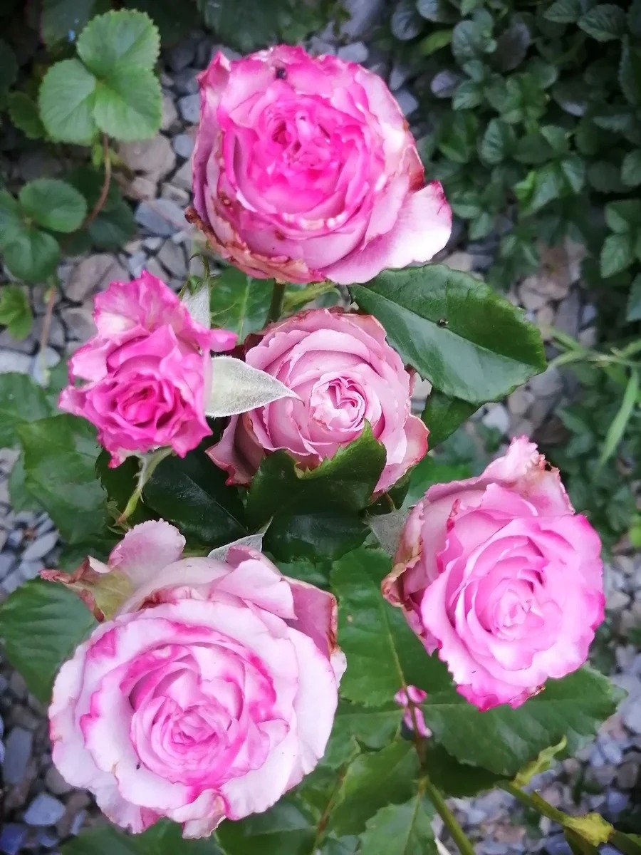 Роза чайно-гибридная дип Ватер