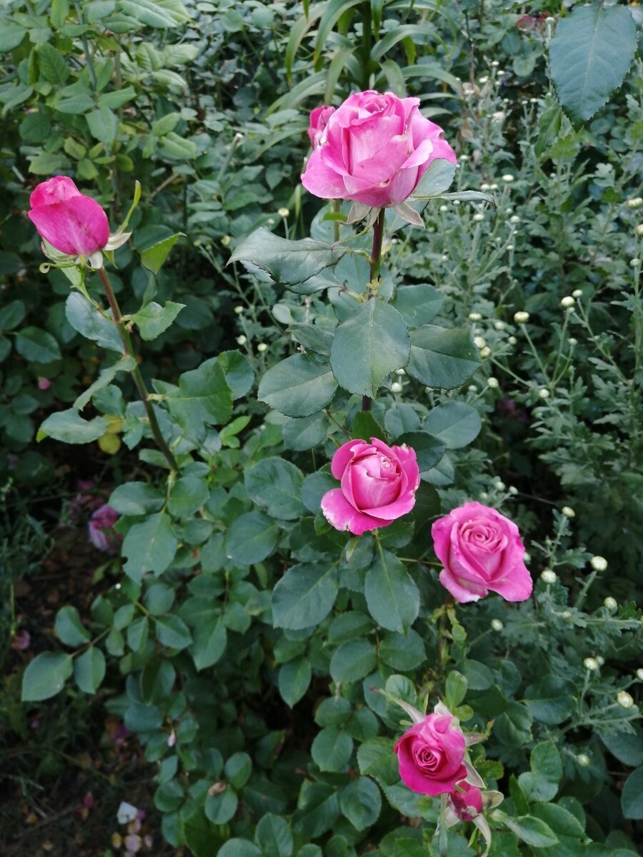 Сорт розы дип Ватер