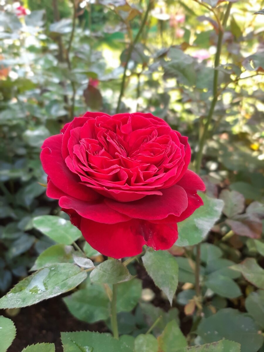Роза Адмирал