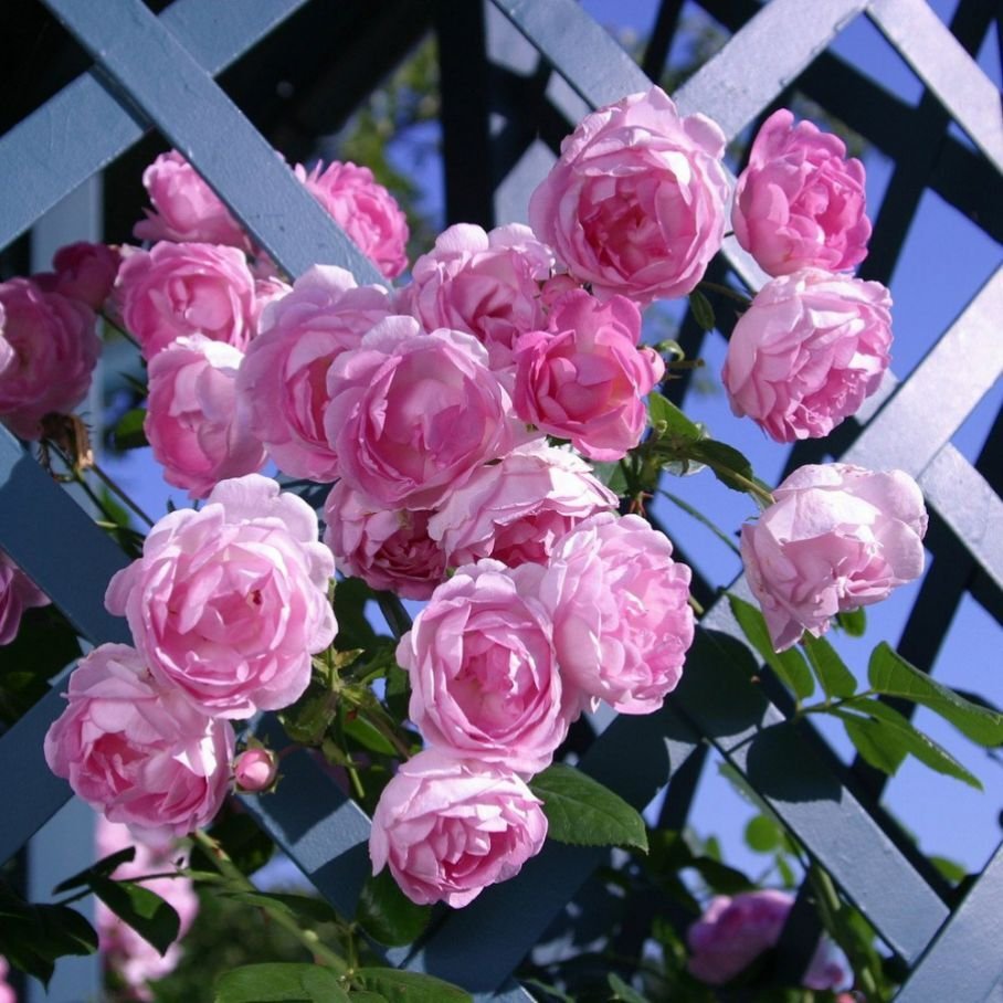 Роза плетистая жасмина (Jasmina)