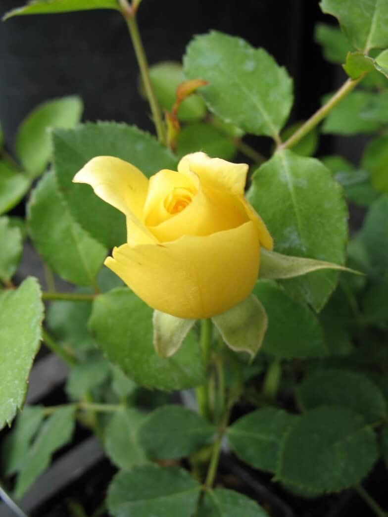 Римоза клаймин роза