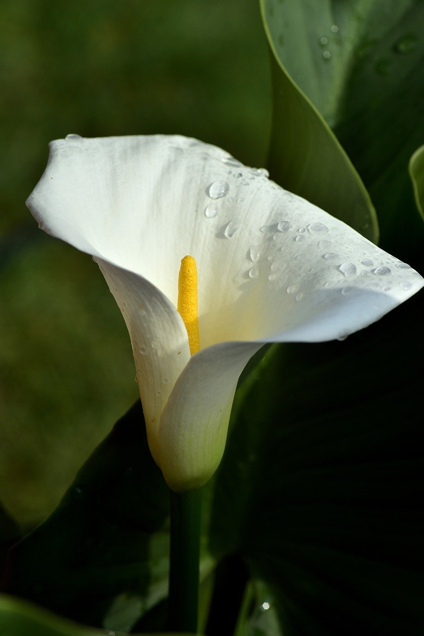 Белые каллы цветы
