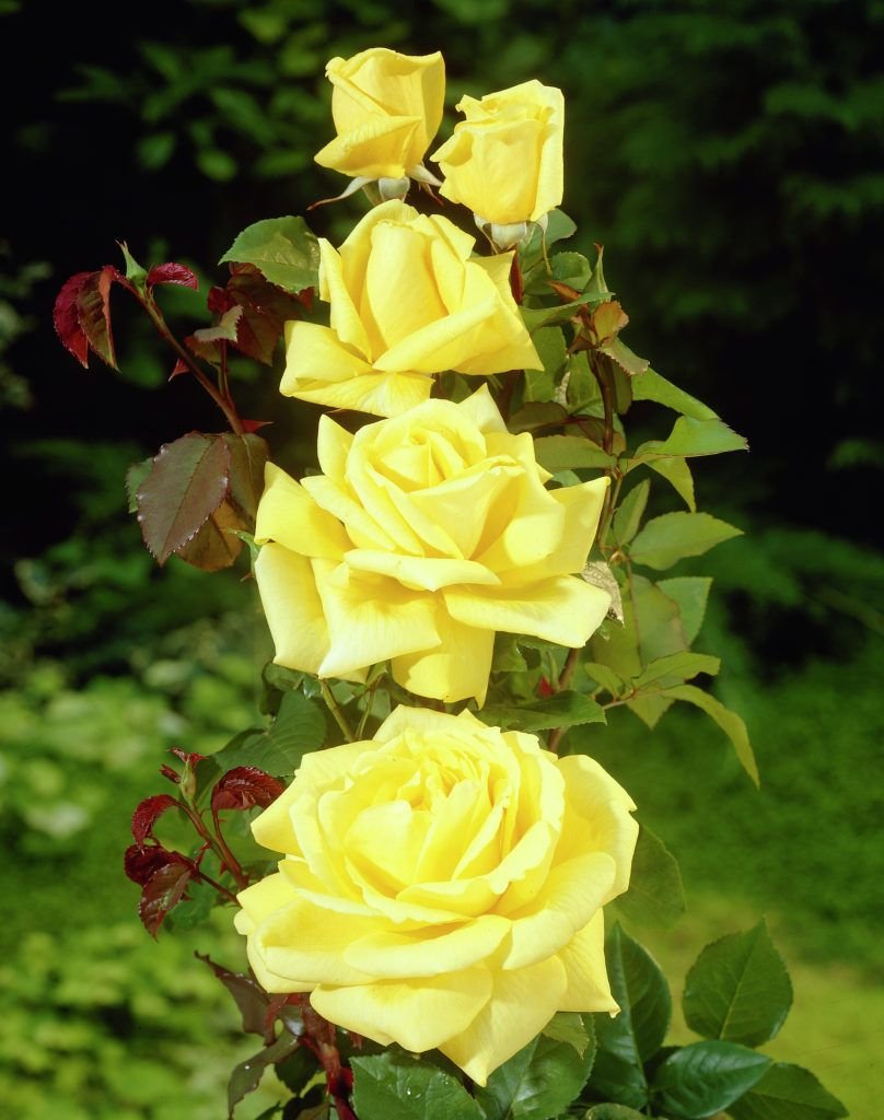 Роза плетистая желтая