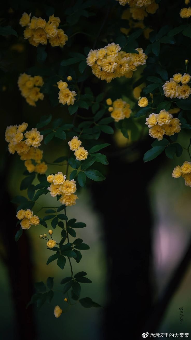 Плетистые желтые розы