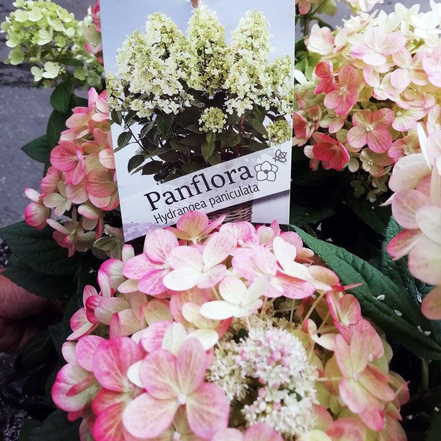 Гортензия панфлора (Panflora)