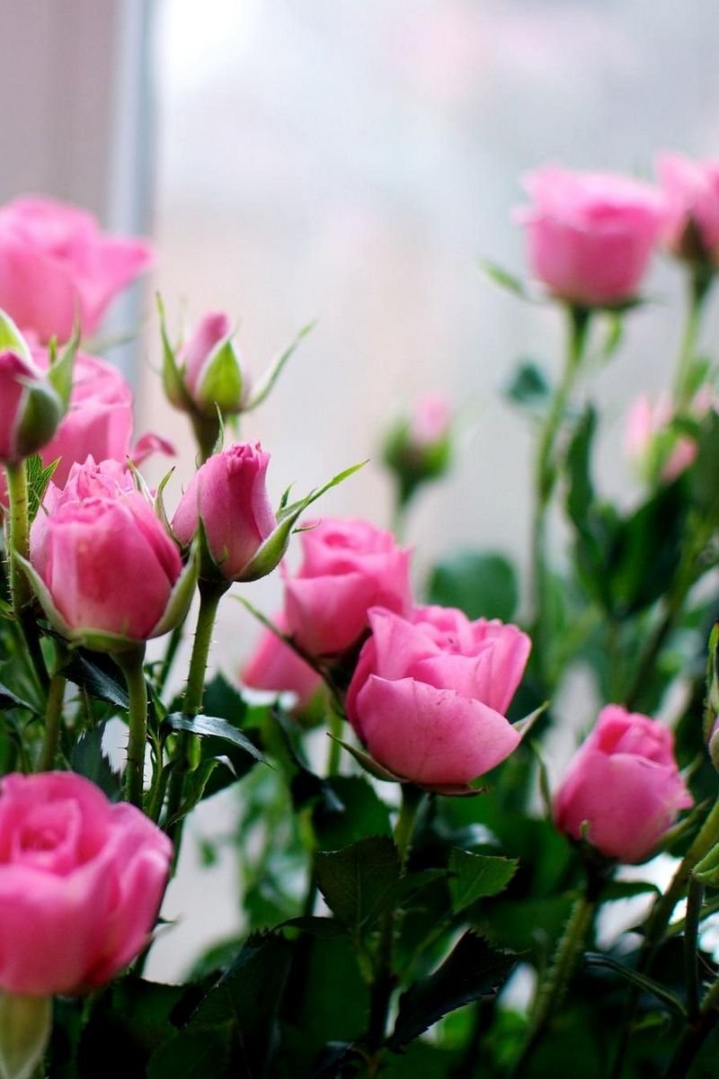Розовая кустовая роза