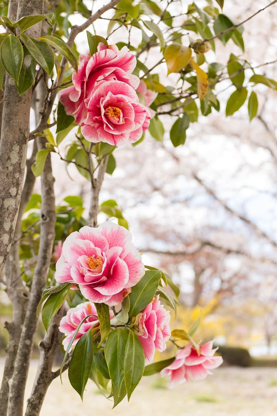 Цветы японская Карелия