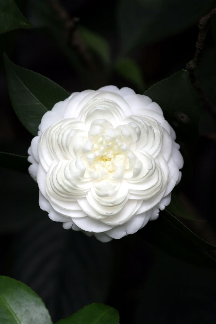 Белые розы Камелия