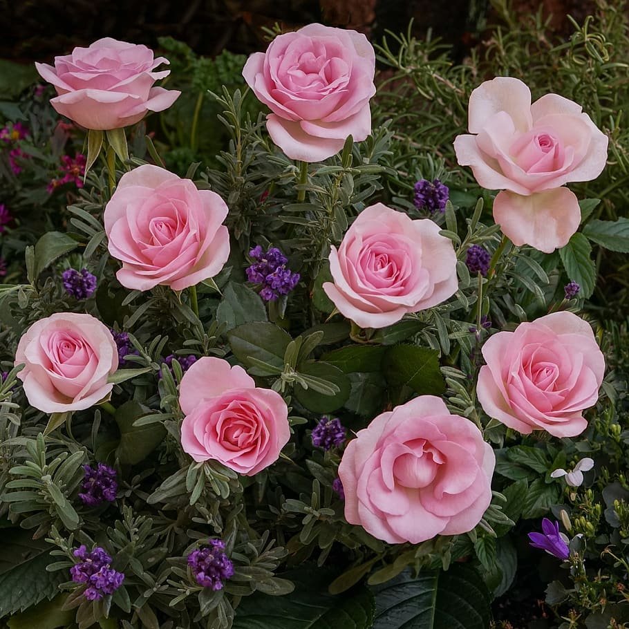 Разновидности роз многолетних