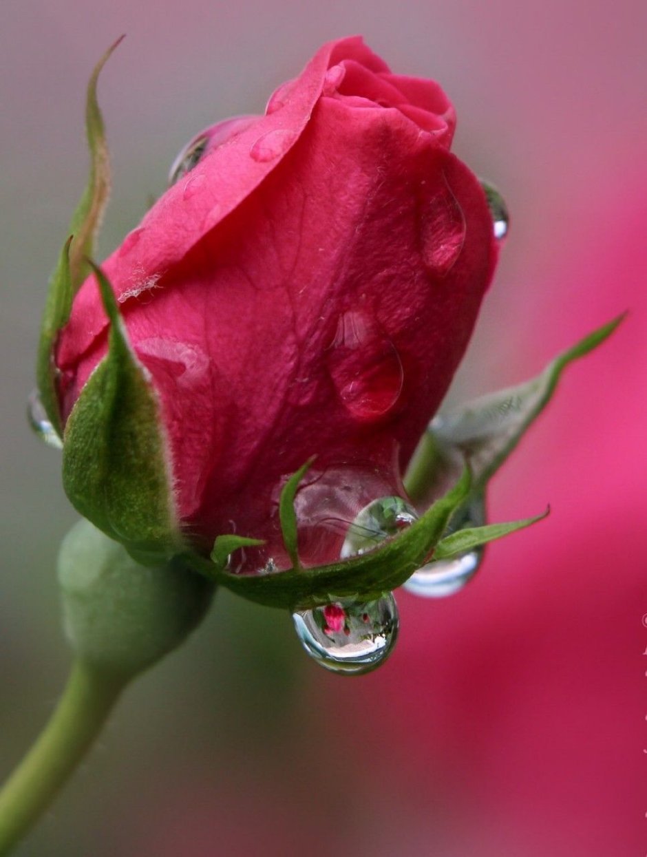 Красивая роза в росе