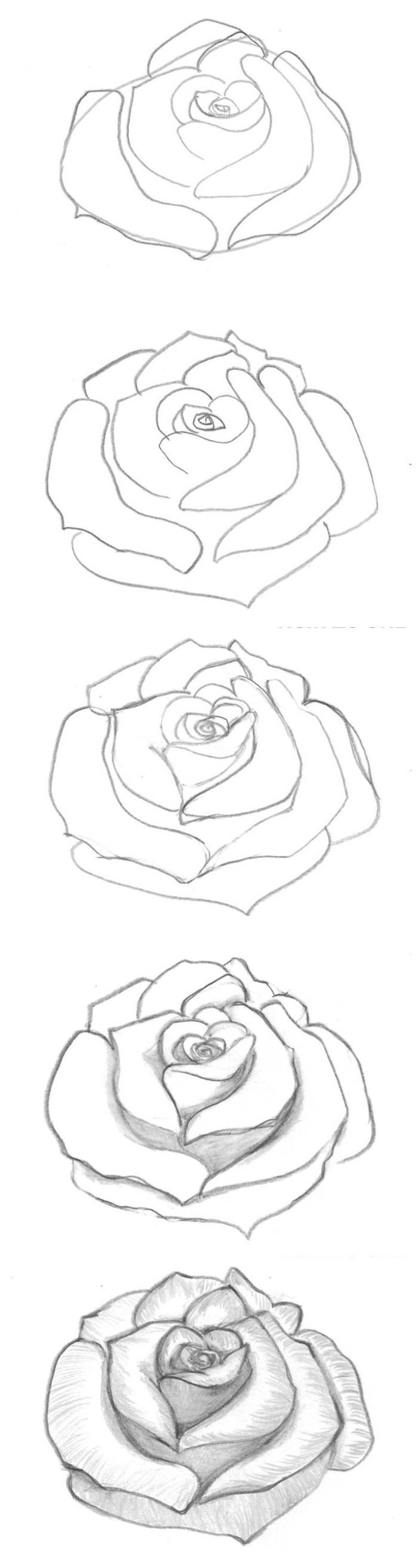 Рисуем розы карандашом для начинающих