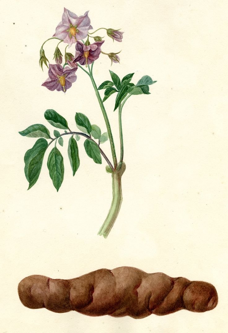 Solanum tuberosum гербарий