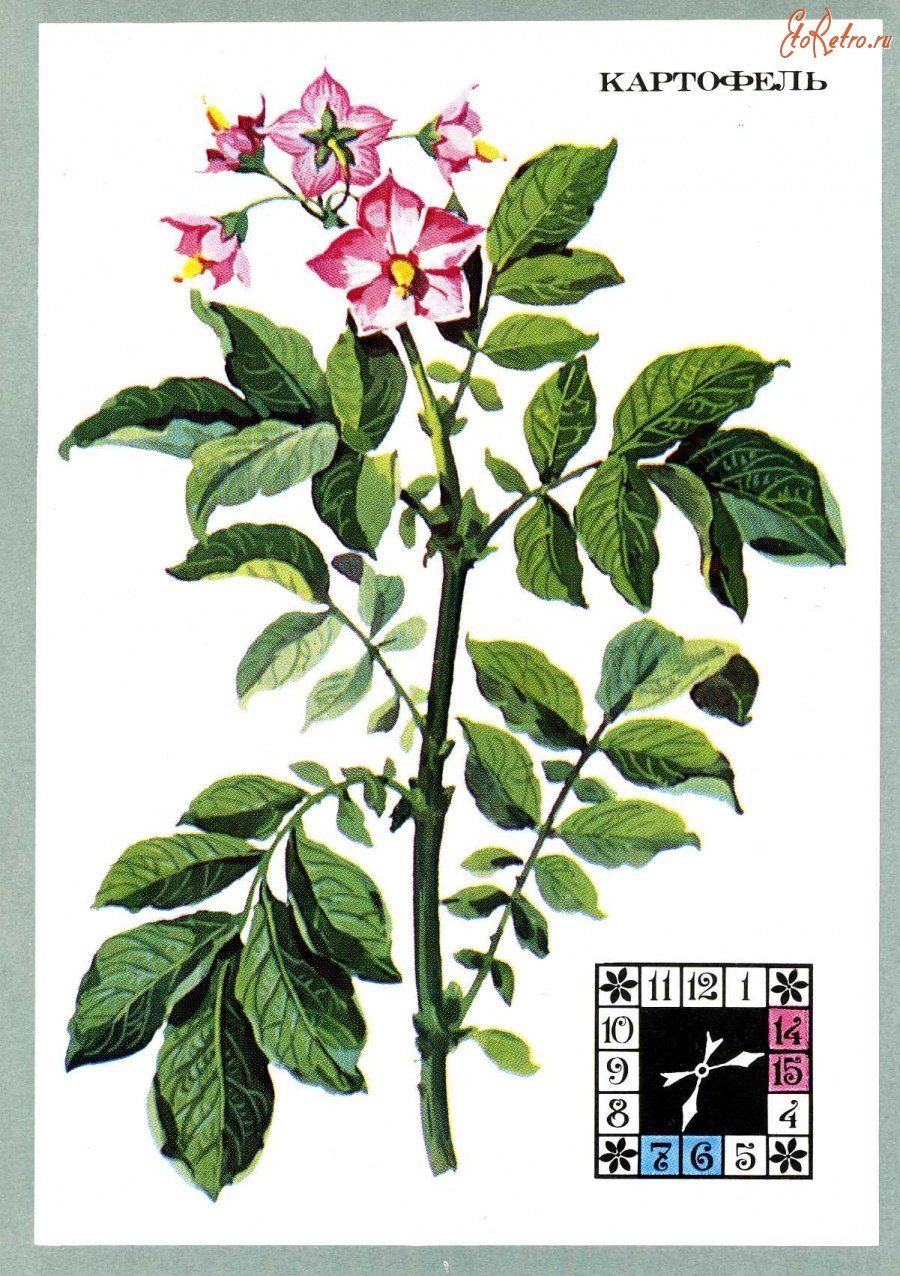 Картофель Ботаническая иллюстрация