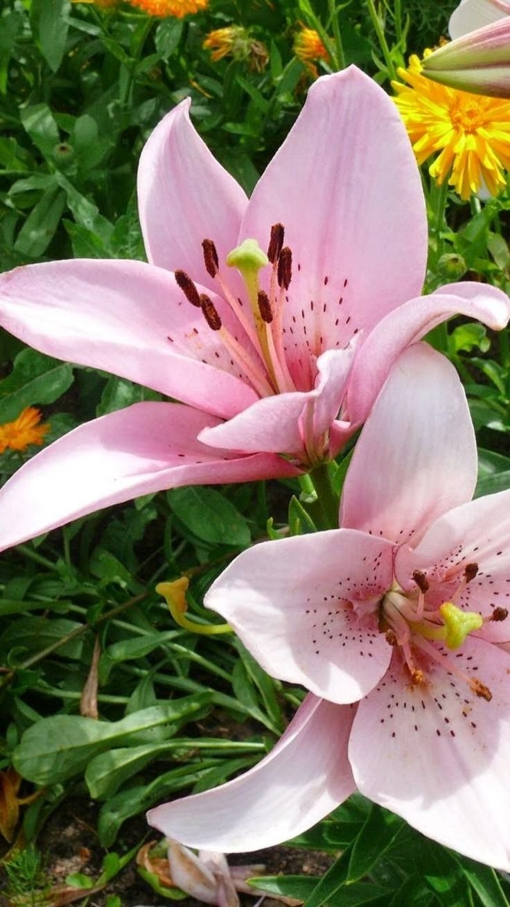 Цветок стратосфера Лилия