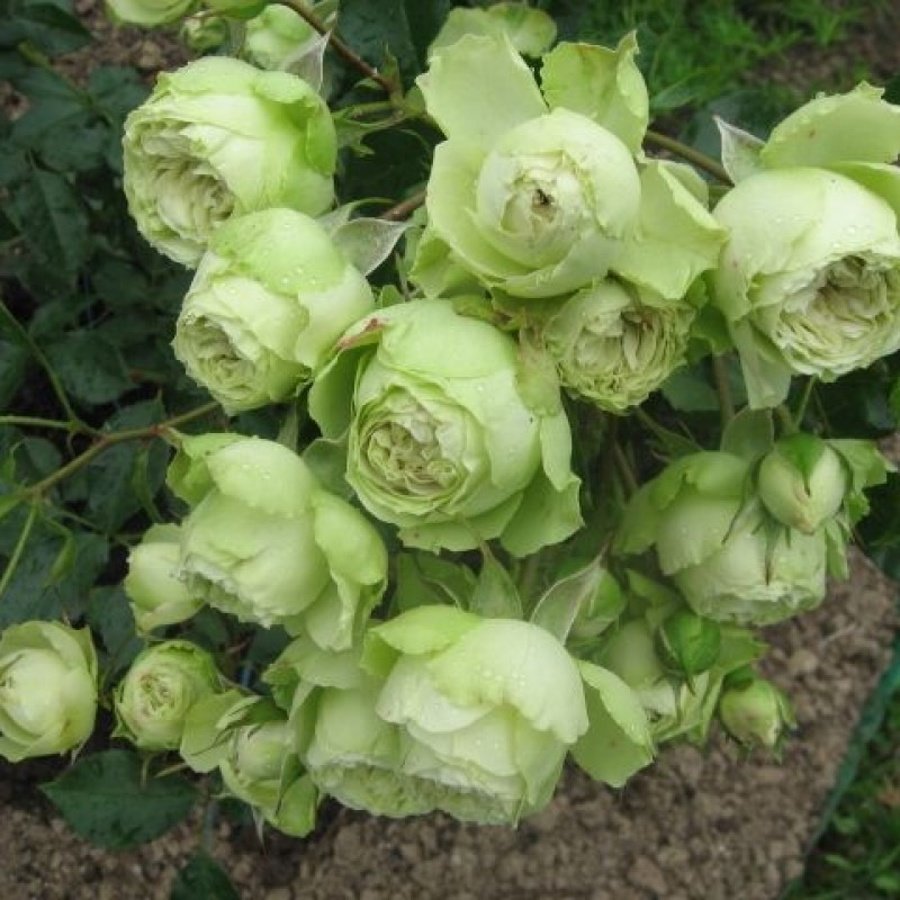 Lovely Green роза