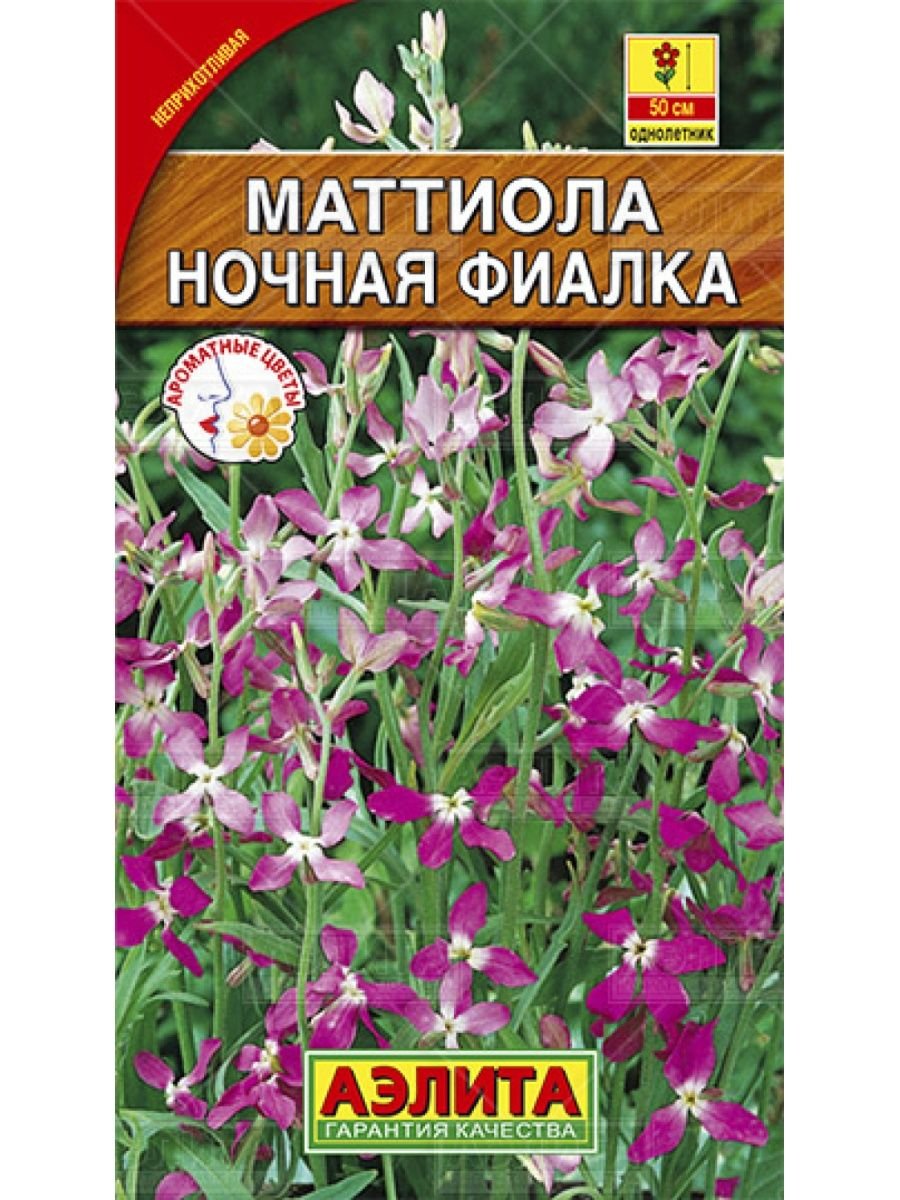 Цветок однолетник маттиола