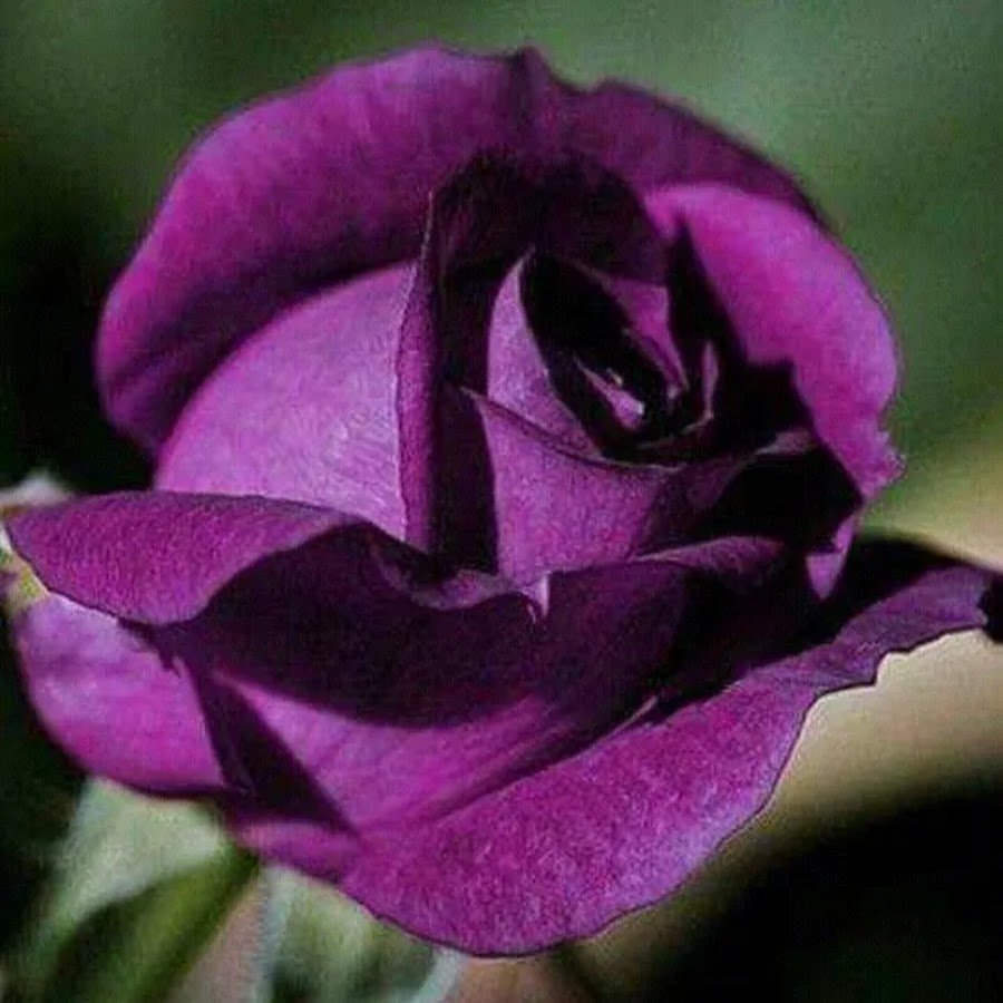 Роза Пурпл фиолетовый