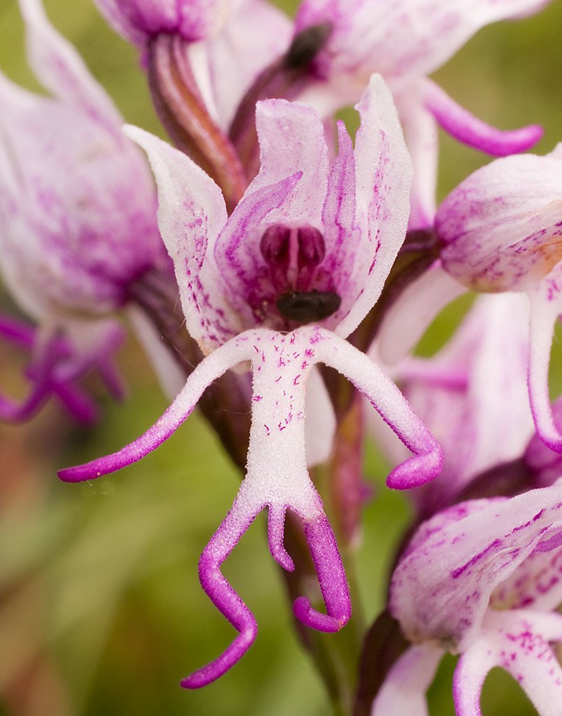 Дикая Орхидея ятрышник
