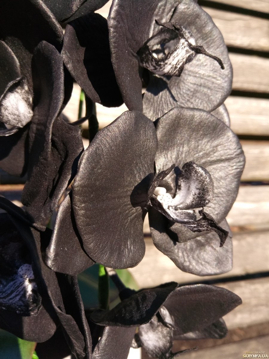 Фаленопсис черный