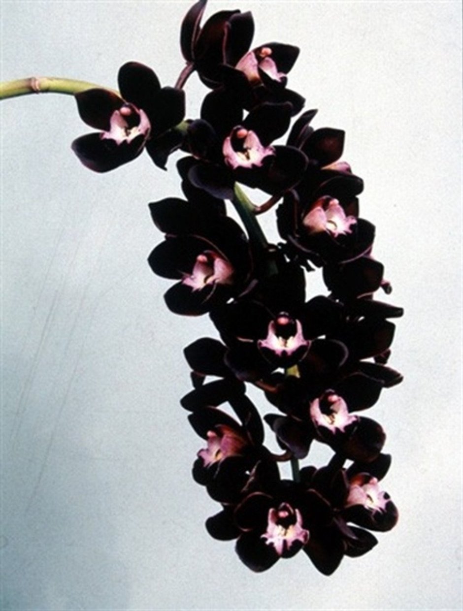 Киви Миднайт Орхидея