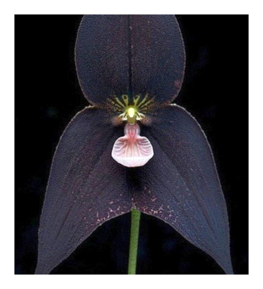 Орхидея Блэк ангел