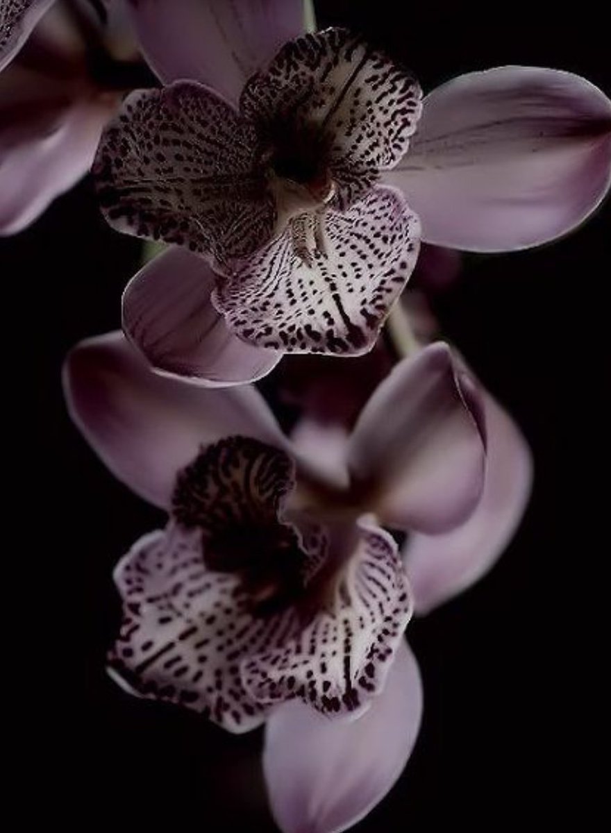 Орхидея Черныш