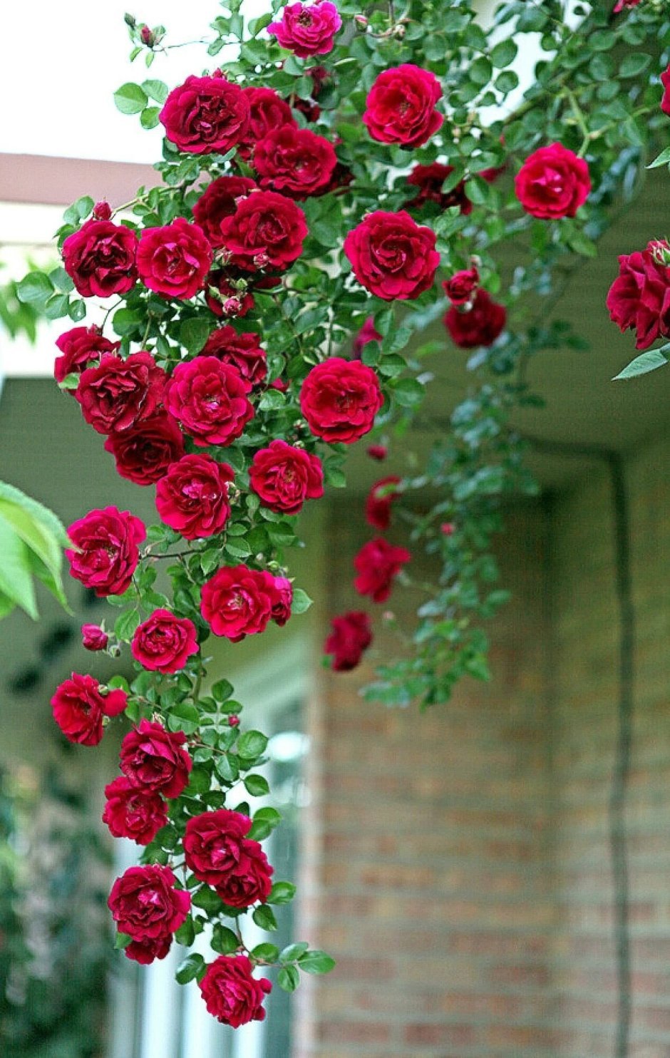 Плетистые розы-рамблеры
