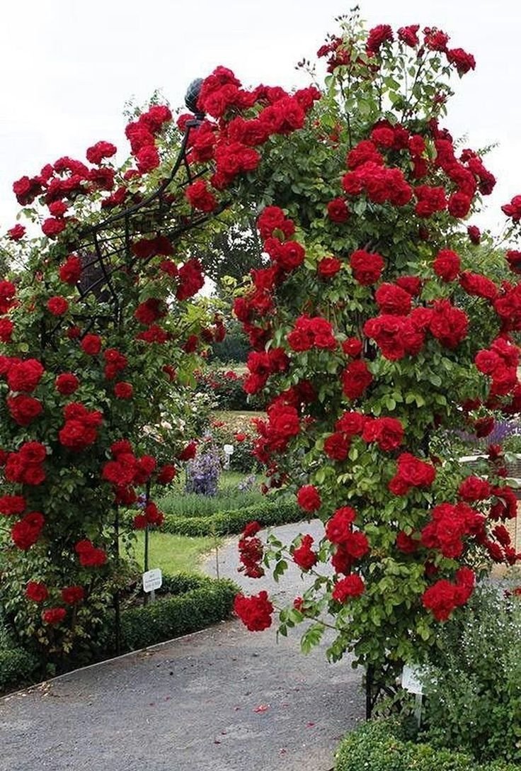 Роза плетистая красная клаймбер