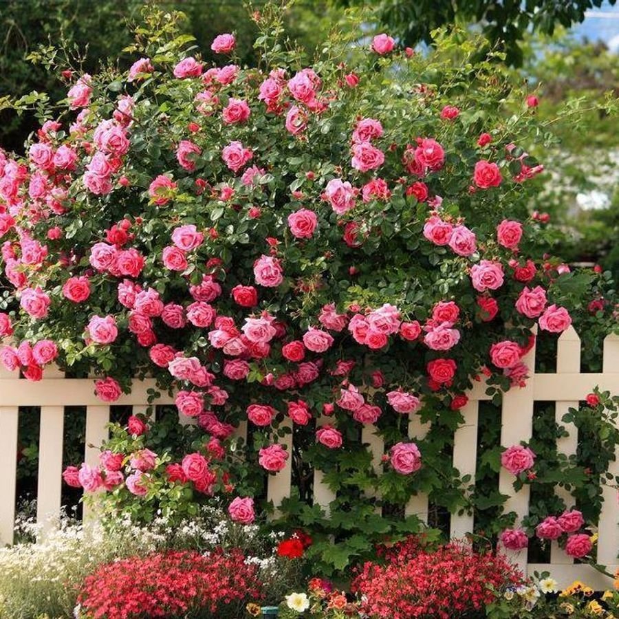 Розы кустовые садовые