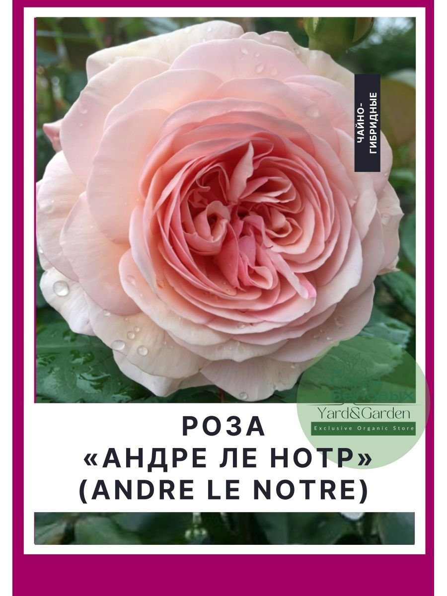 Жюли Андре роза