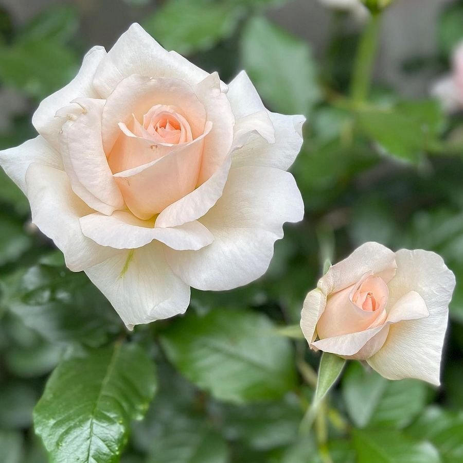 Роза чайно-гибридная Чандос Бьюти