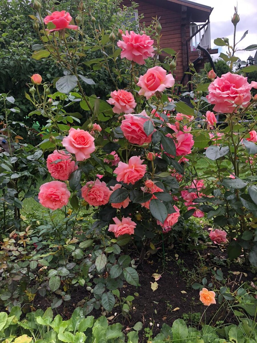 Роза мускусный гибрид Поэзи (Rosa Hybrid Musk Poesie) Окс