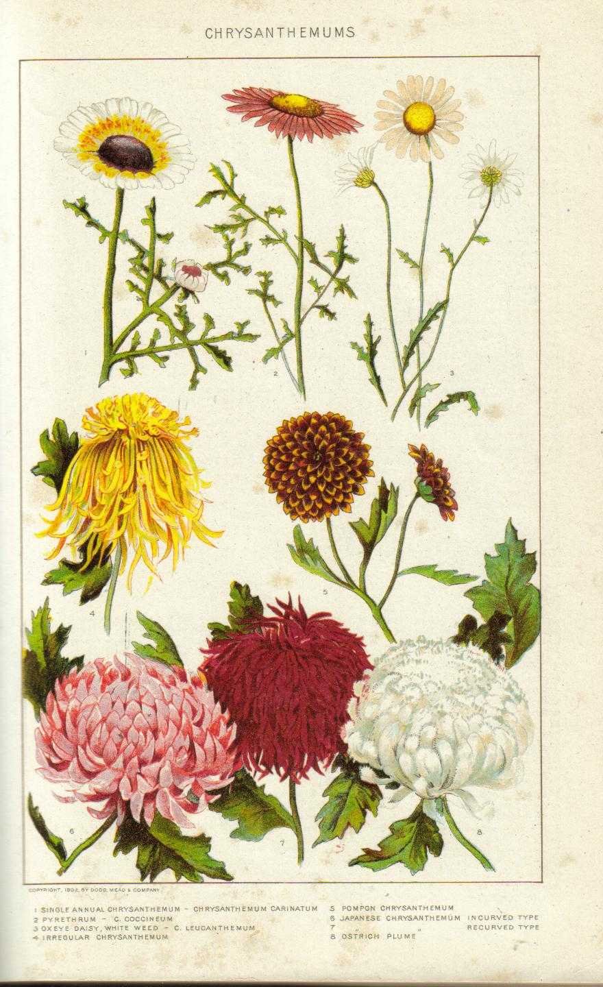 Хризантема Ботанический рисунок