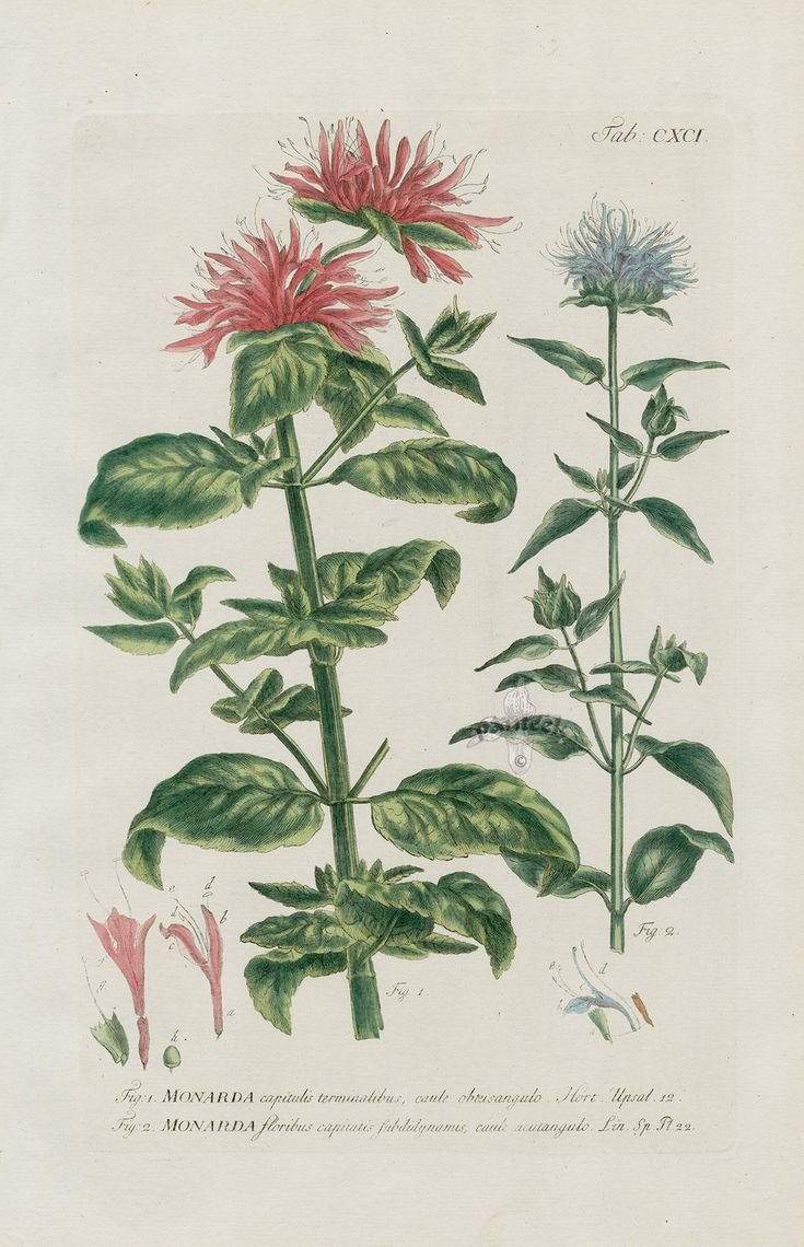 Монарда двойчатая Ботанический рисунок