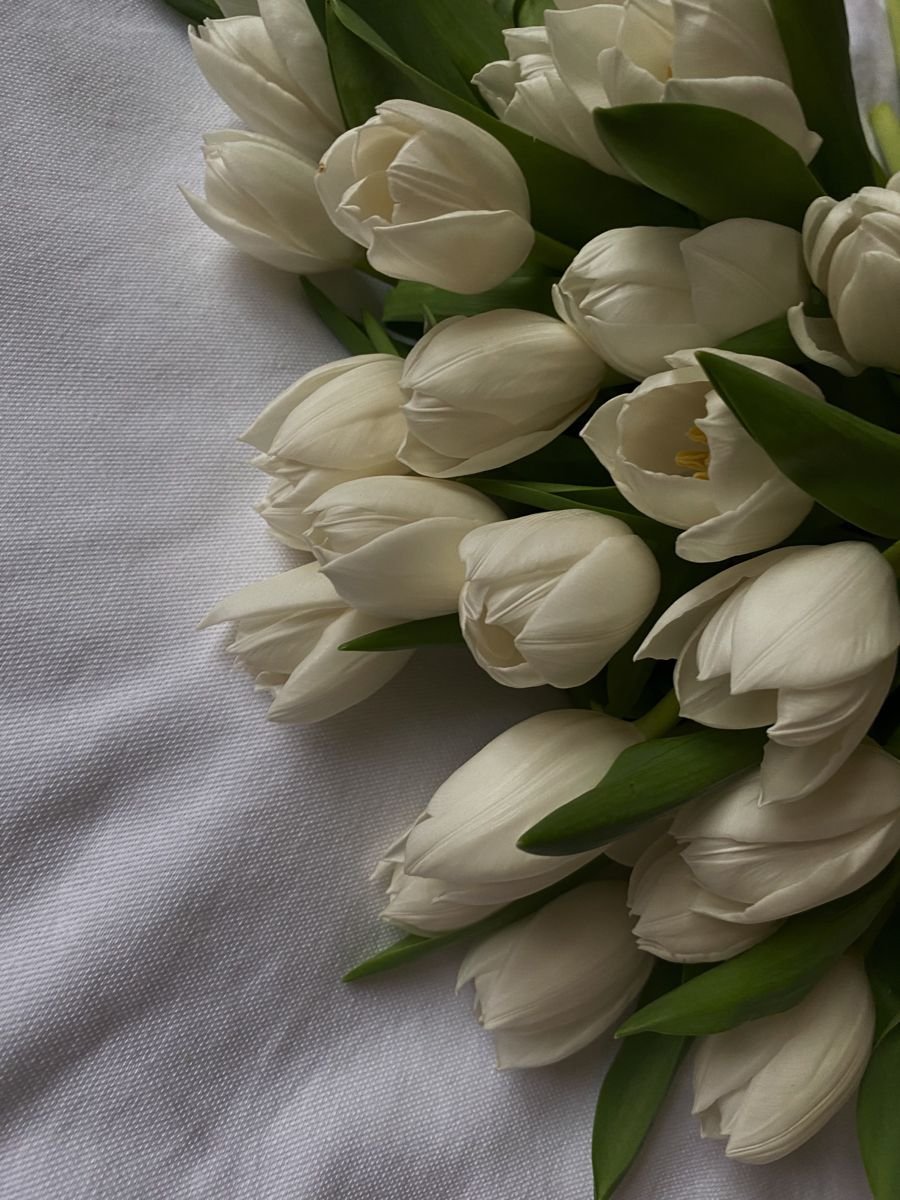 Белые тюльпаны лежат