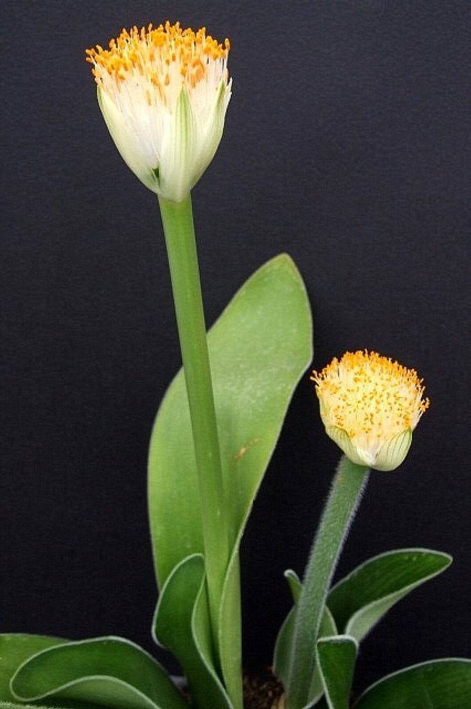 Гемантус белоцветковый растение
