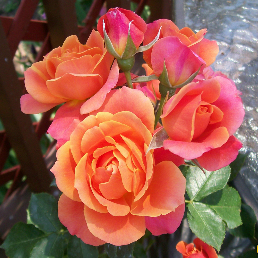 Роза троянда флорибунда