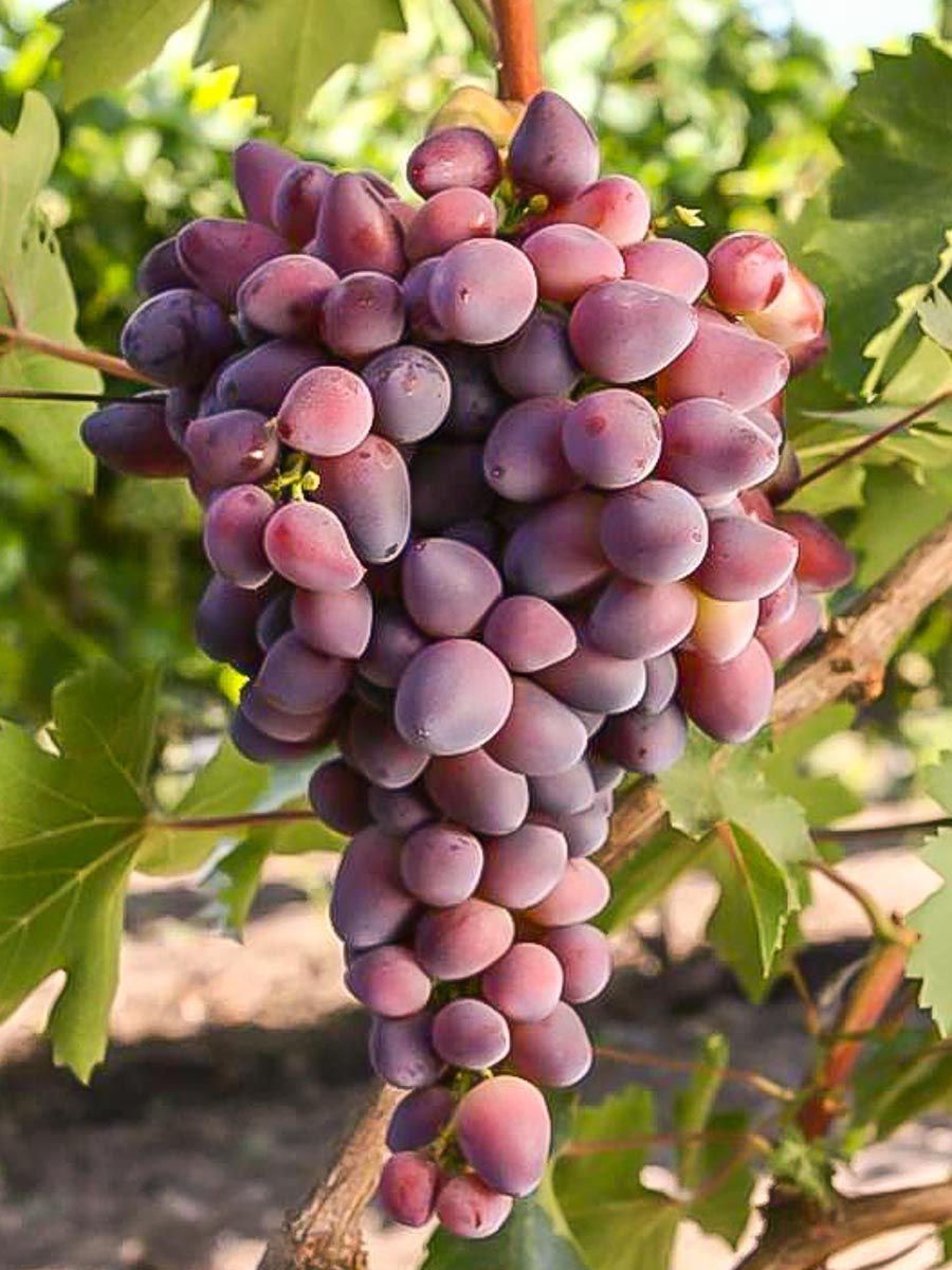 Виноград кишмиш фиолетовый