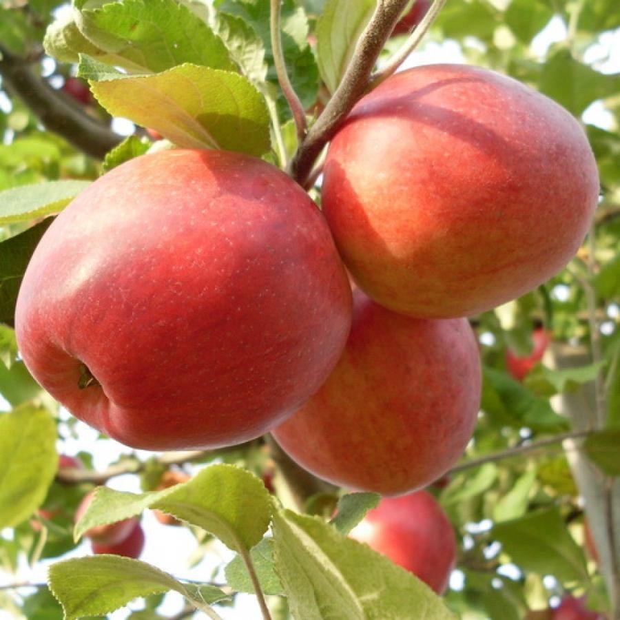 Сорт яблок Пепин Шафран