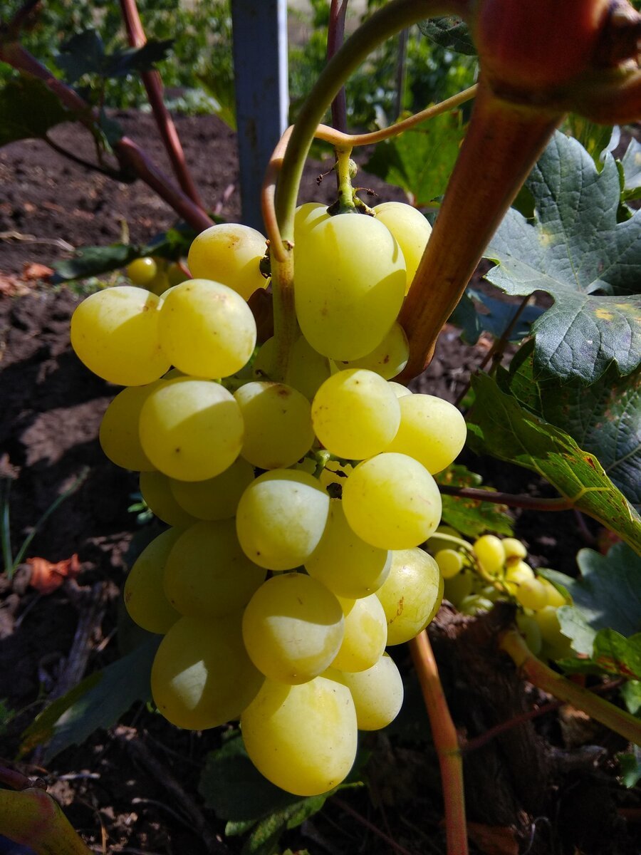 Виорика сорт винограда