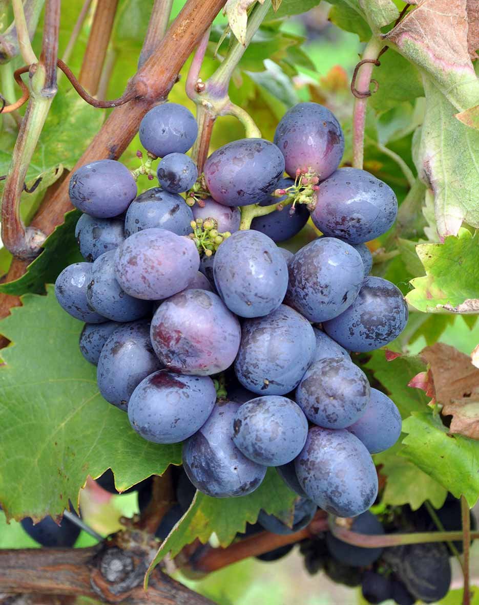Аринто сорт винограда