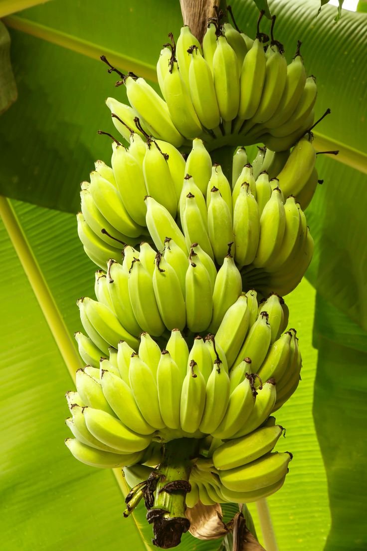 Банановые семена