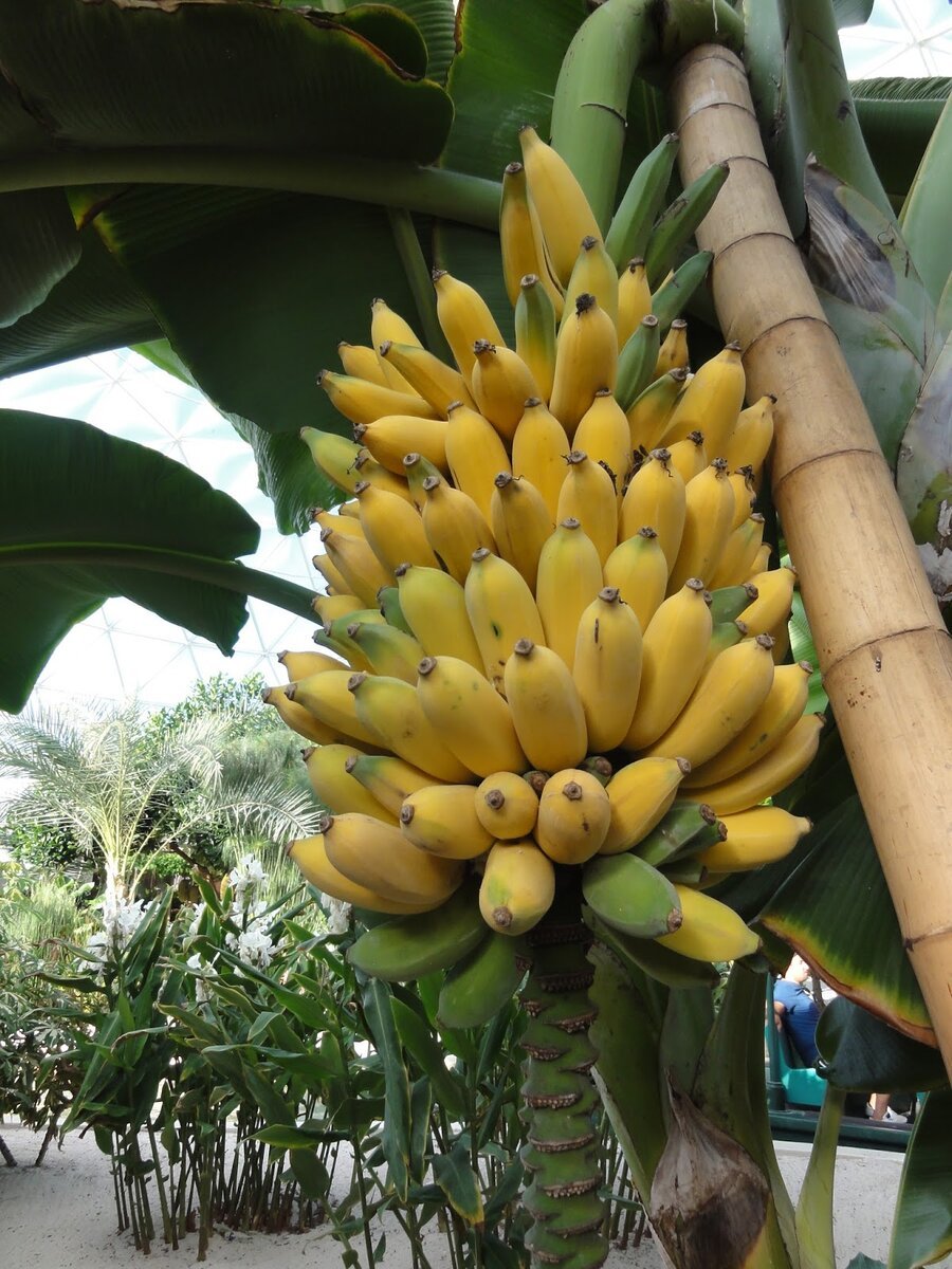 Банан дерево