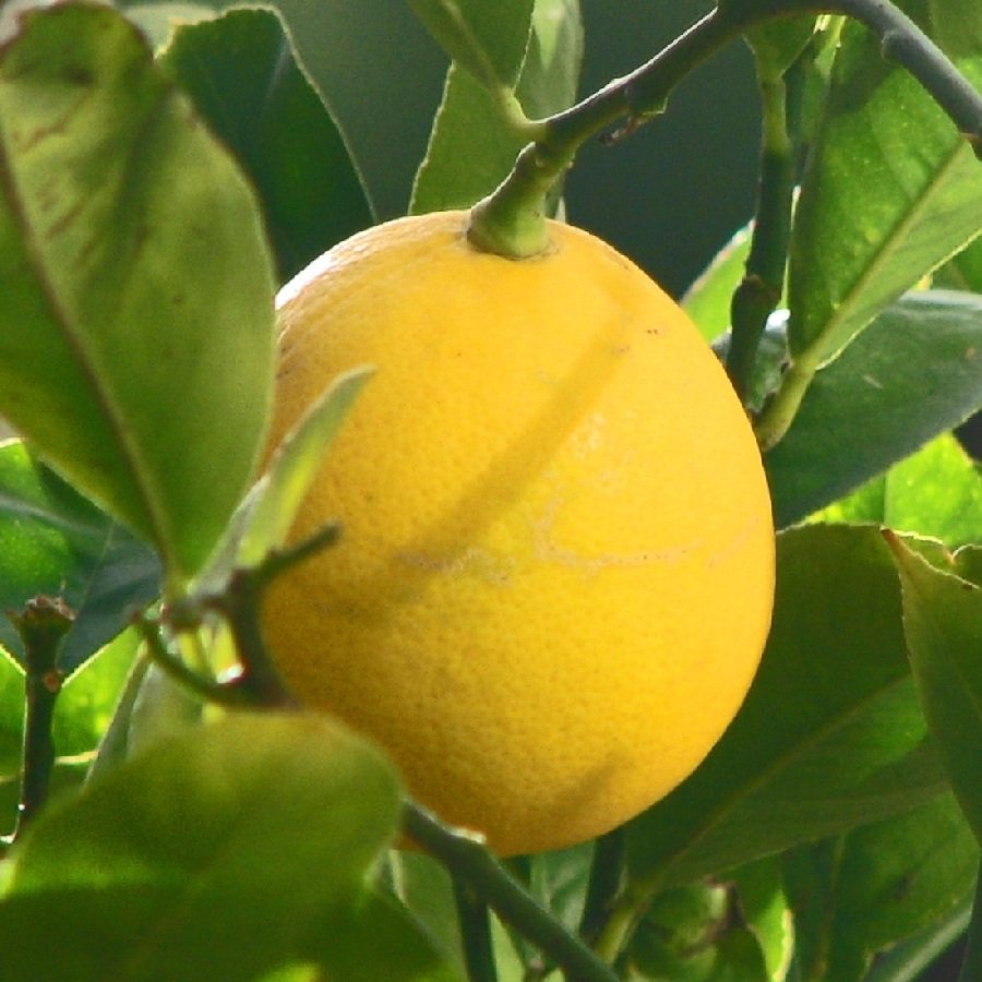 Саженец лимона Мейера