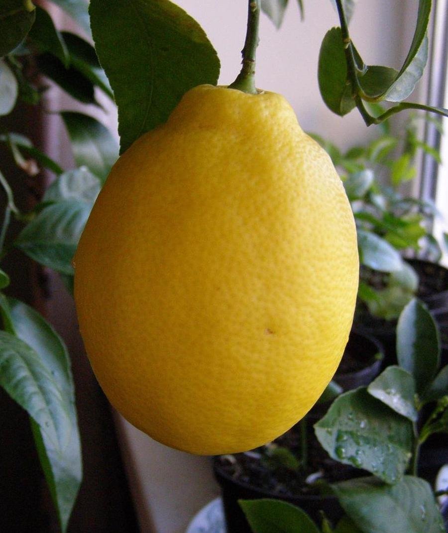 Лимон Пандероза дерево