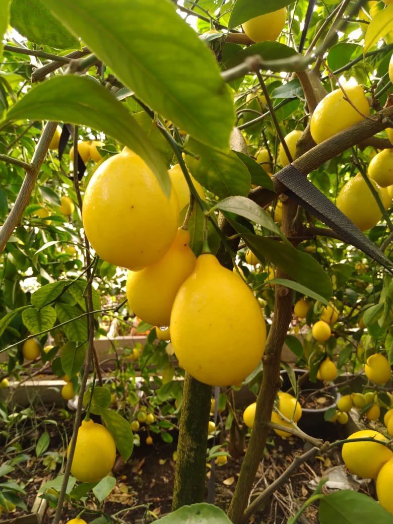 Лимон Пандероза дерево