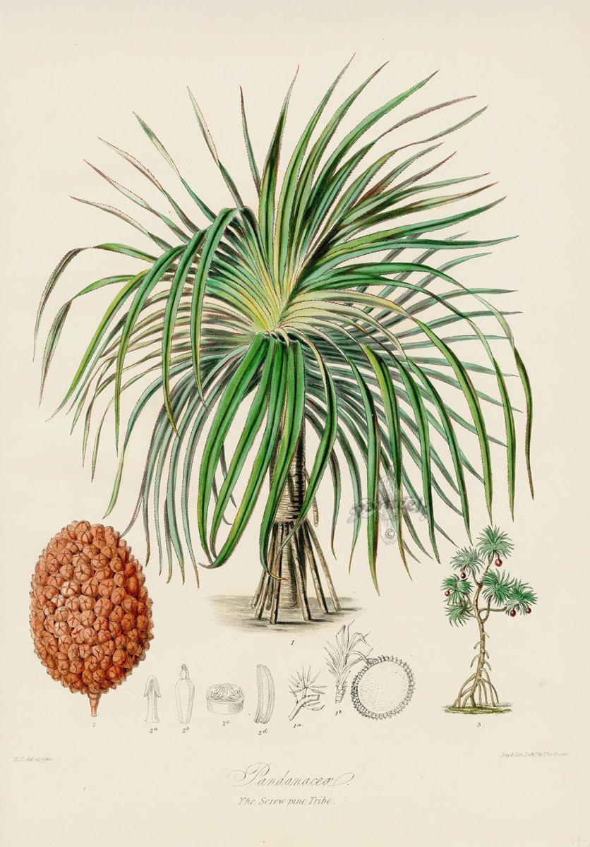 Финиковая Пальма Ботанический рисунок