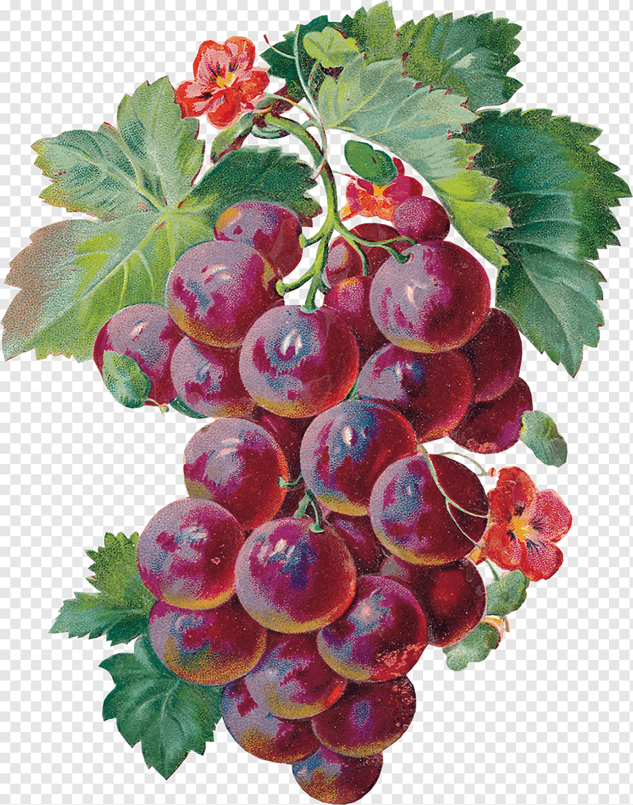Гроздь красного винограда